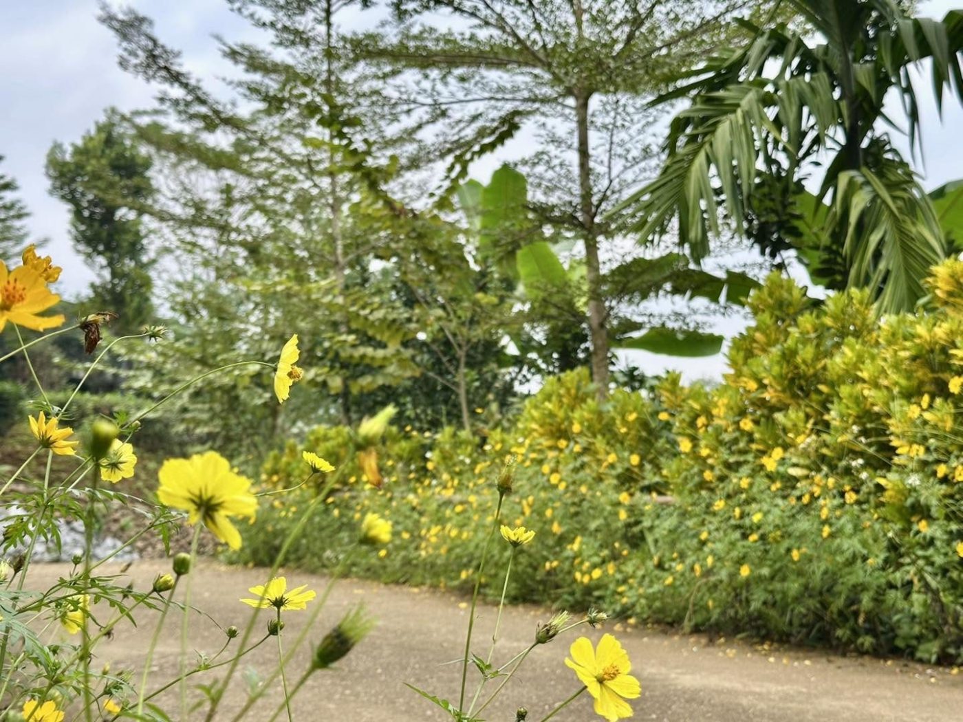 Con đường đất giữa hoa vàng và cây xanh
