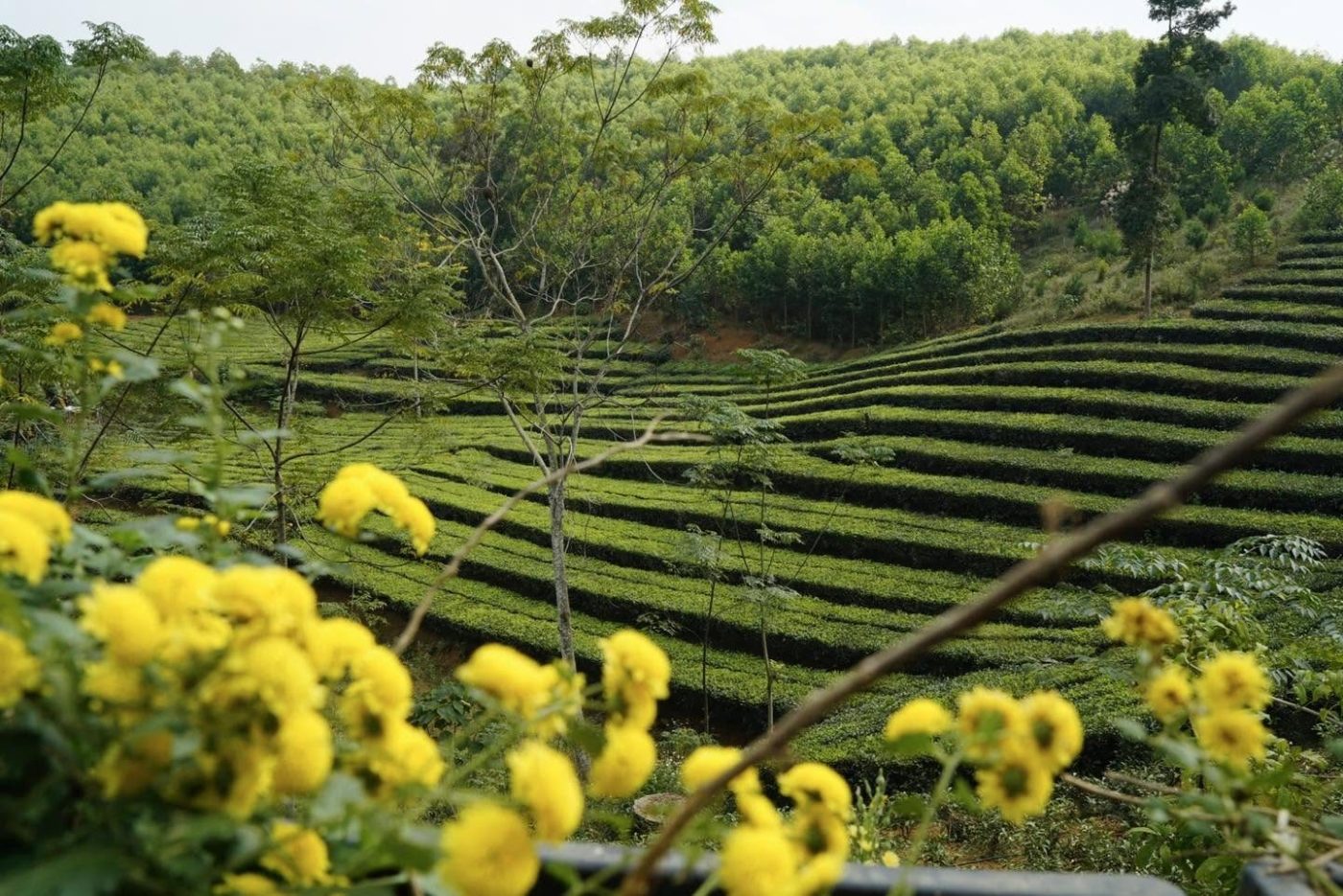 Đồi chè xanh xen hoa cúc vàng nở rộ